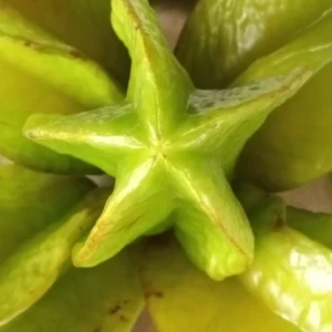 Exotic Tropical Star Fruit Seeds - 5 Averrhoa Carambola Seeds for Planting - Image 3