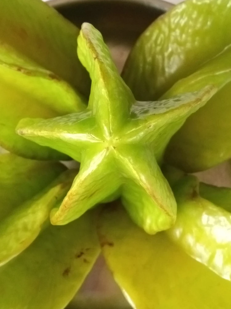 Exotic Tropical Star Fruit Seeds - 5 Averrhoa Carambola Seeds for Planting - Image 3