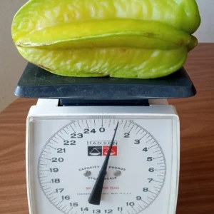 Exotic Tropical Star Fruit Seeds - 5 Averrhoa Carambola Seeds for Planting - Image 4
