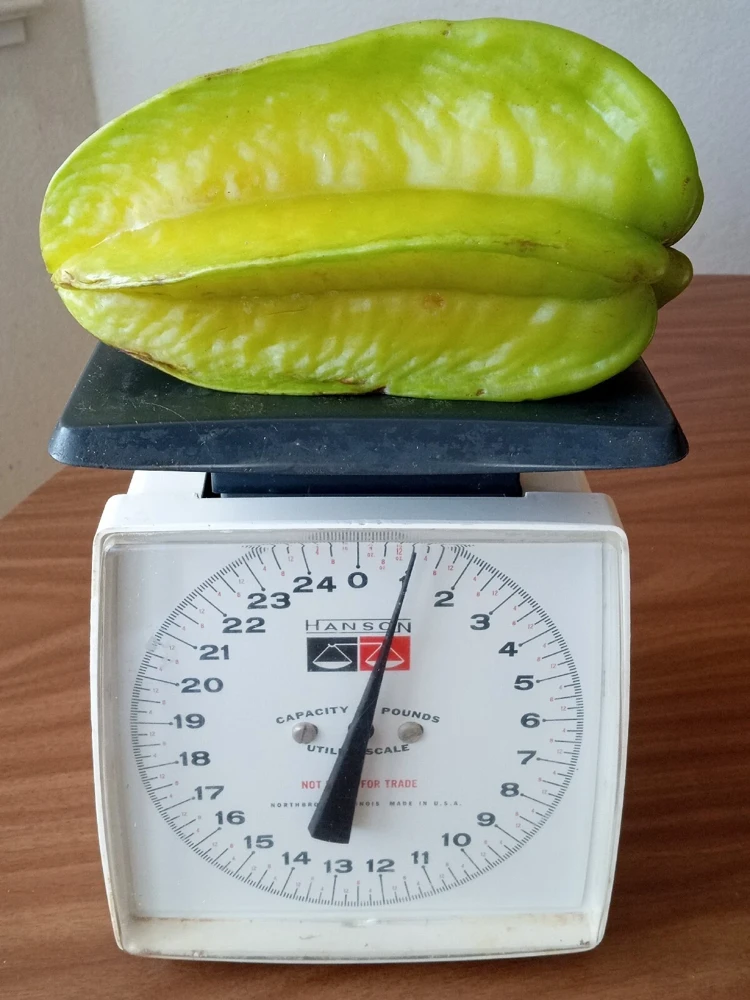 Exotic Tropical Star Fruit Seeds - 5 Averrhoa Carambola Seeds for Planting - Image 4