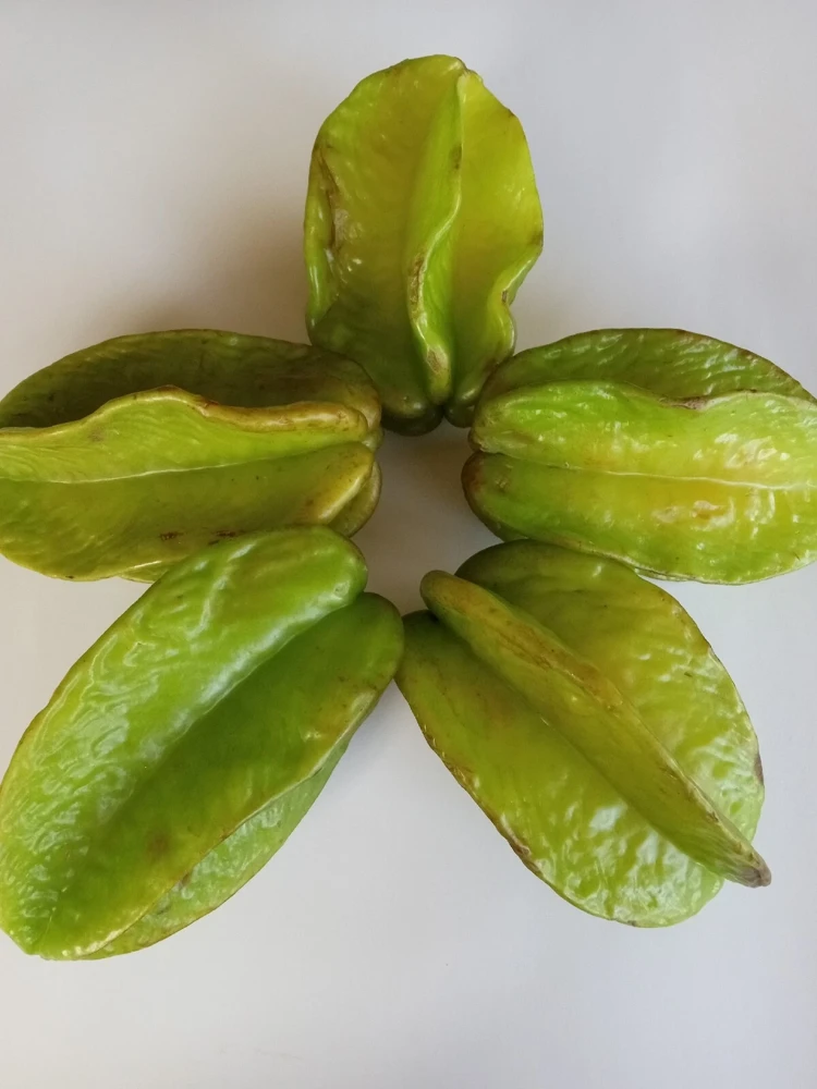 Exotic Tropical Star Fruit Seeds - 5 Averrhoa Carambola Seeds for Planting - Image 7
