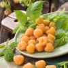 Fall Gold Raspberry Plant – Everbearing Golden Raspberry Shrub – Live Plant - Image 1