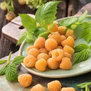 Fall Gold Raspberry Plant – Everbearing Golden Raspberry Shrub – Live Plant - Image 1