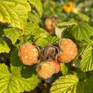 Fall Gold Raspberry Plant – Everbearing Golden Raspberry Shrub – Live Plant - Image 2