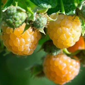 Fall Gold Raspberry Plant – Everbearing Golden Raspberry Shrub – Live Plant - Image 3