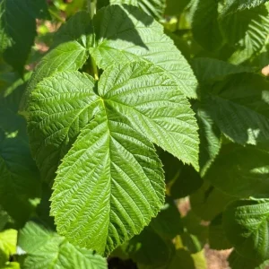 Fall Gold Raspberry Plant – Everbearing Golden Raspberry Shrub – Live Plant - Image 4