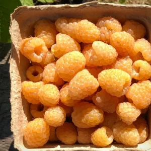 Fall Gold Raspberry Plant – Everbearing Golden Raspberry Shrub – Live Plant - Image 5