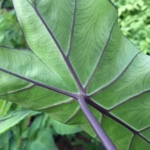 Fontenes II Colocasia Live Plant – Compact Tropical Foliage Starter – 3 inch Pot – Indoor/Outdoor - Image 2