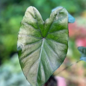 Fontenes II Colocasia Live Plant – Compact Tropical Foliage Starter – 3 inch Pot – Indoor/Outdoor - Image 3