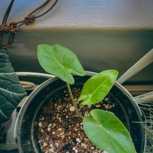 Fontenes II Colocasia Live Plant – Compact Tropical Foliage Starter – 3 inch Pot – Indoor/Outdoor - Image 4