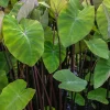 Fontenes II Colocasia Live Plant – Compact Tropical Foliage Starter – 3 inch Pot – Indoor/Outdoor - Image 1