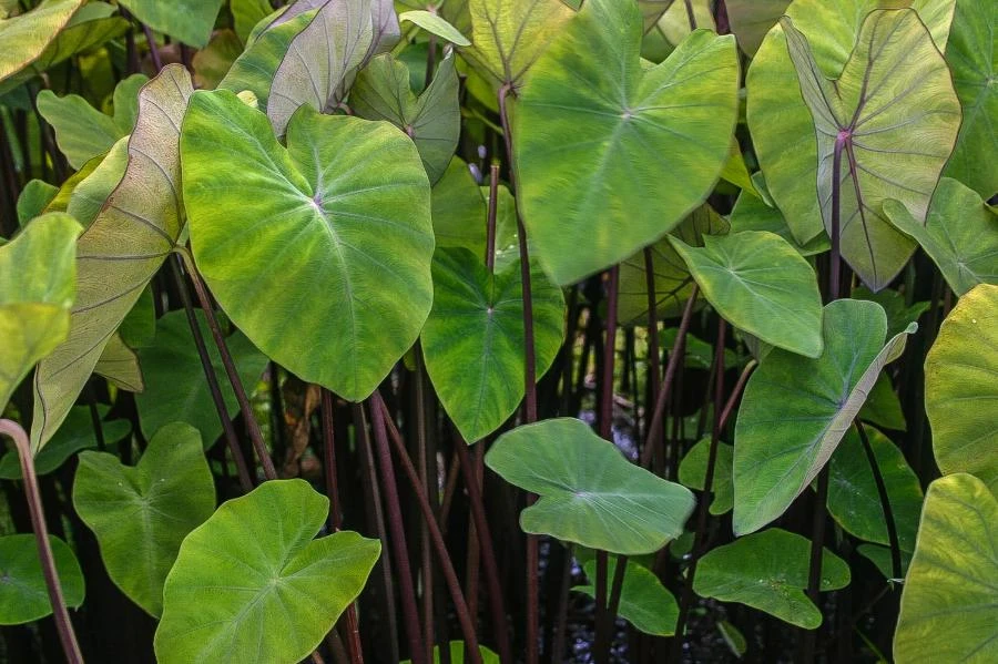 Fontenes II Colocasia Live Plant – Compact Tropical Foliage Starter – 3 inch Pot – Indoor/Outdoor - Image 1