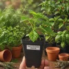 Fried Chicken Pepper Live Plant – Superhot Chili – 2.5 inch pot - Image 1