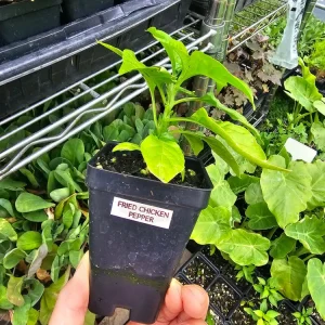 Fried Chicken Pepper Live Plant – Superhot Chili – 2.5 inch pot - Image 2