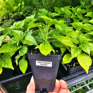 Fried Chicken Pepper Live Plant – Superhot Chili – 2.5 inch pot - Image 3