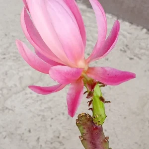 German Empress Epiphyllum Cactus Live Plant Cutting - 6 inch - Indoor/Outdoor Flowering - Image 10