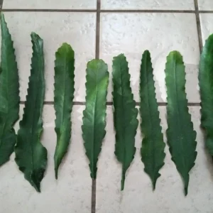 German Empress Epiphyllum Cactus Live Plant Cutting - 6 inch - Indoor/Outdoor Flowering - Image 12