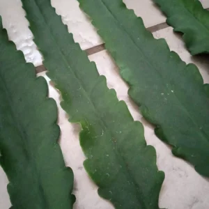 German Empress Epiphyllum Cactus Live Plant Cutting - 6 inch - Indoor/Outdoor Flowering - Image 13