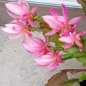 German Empress Epiphyllum Cactus Live Plant Cutting - 6 inch - Indoor/Outdoor Flowering - Image 2