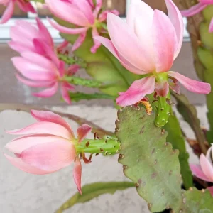 German Empress Epiphyllum Cactus Live Plant Cutting - 6 inch - Indoor/Outdoor Flowering - Image 4