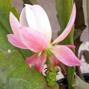 German Empress Epiphyllum Cactus Live Plant Cutting - 6 inch - Indoor/Outdoor Flowering - Image 5