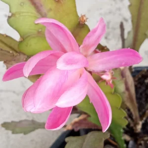 German Empress Epiphyllum Cactus Live Plant Cutting - 6 inch - Indoor/Outdoor Flowering - Image 6