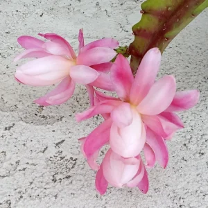 German Empress Epiphyllum Cactus Live Plant Cutting - 6 inch - Indoor/Outdoor Flowering - Image 7