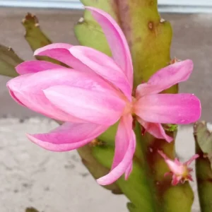 German Empress Epiphyllum Cactus Live Plant Cutting - 6 inch - Indoor/Outdoor Flowering - Image 8