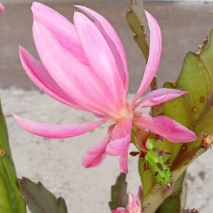 German Empress Epiphyllum Cactus Live Plant Cutting - 6 inch - Indoor/Outdoor Flowering - Image 9