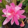 German Empress Epiphyllum Cactus Live Plant Cutting - 6 inch - Indoor/Outdoor Flowering - Image 1