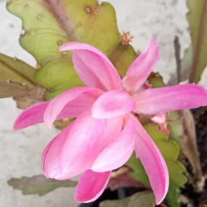 German Empress Epiphyllum Orchid Cactus Live Plant – 6