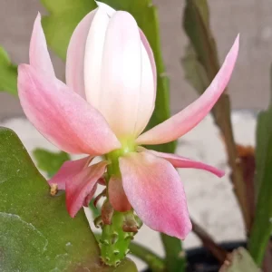 German Empress Epiphyllum Orchid Cactus Live Plant – 6