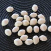 Ginkgo Biloba Seeds - 12+ Fresh Maidenhair Tree Seeds for Planting - Image 1