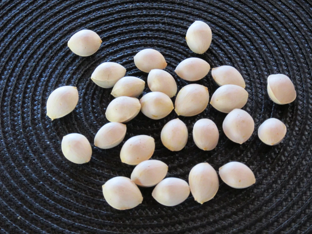 Ginkgo Biloba Seeds - 12+ Fresh Maidenhair Tree Seeds for Planting - Image 1