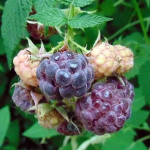 Glencoe Raspberry Live Plant – Sweet Thornless Purple Berry Shrub – 3-6 in Tall - Image 2