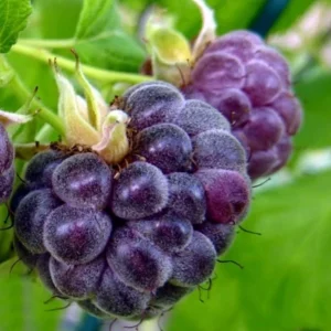 Glencoe Raspberry Live Plant – Sweet Thornless Purple Berry Shrub – 3-6 in Tall - Image 3