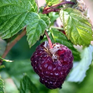 Glencoe Raspberry Live Plant – Sweet Thornless Purple Berry Shrub – 3-6 in Tall - Image 4