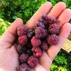 Glencoe Raspberry Live Plant – Sweet Thornless Purple Berry Shrub – 3-6 in Tall - Image 5