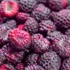 Glencoe Raspberry Live Plant – Sweet Thornless Purple Berry Shrub – 3-6 in Tall - Image 1