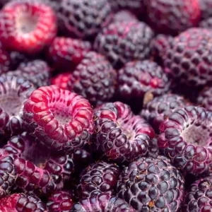 Glencoe Raspberry Live Plant – Sweet Thornless Purple Berry Shrub – 3-6 in Tall - Image 1