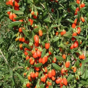 Goji Berry Live Plant - Fruit Bearing Shrub - 3-6