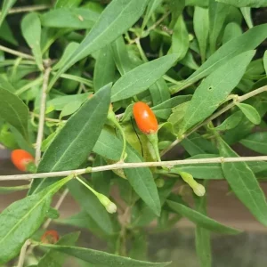 Goji Berry Live Plant - Fruit Bearing Shrub - 3-6
