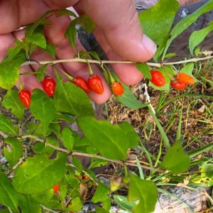 Goji Berry Live Plant - Fruit Bearing Shrub - 3-6