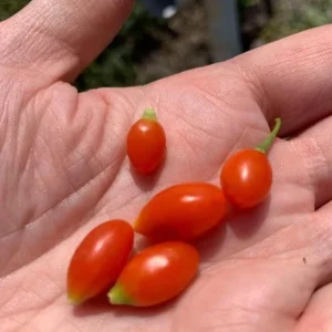 Goji Berry Live Plant - Fruit Bearing Shrub - 3-6