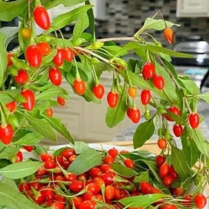 Goji Berry Live Plant - Fruit Bearing Shrub - 3-6" Tall Starter Plant - Outdoor - Image 1