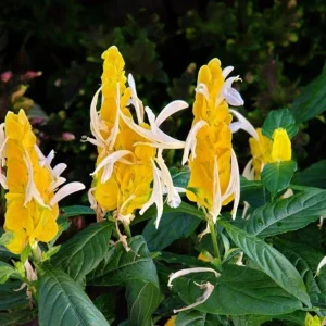 Golden Shrimp Plant Live Plant – Pachystachys Lutea – 4-6
