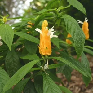 Golden Shrimp Plant Live Plant – Pachystachys Lutea – 4-6