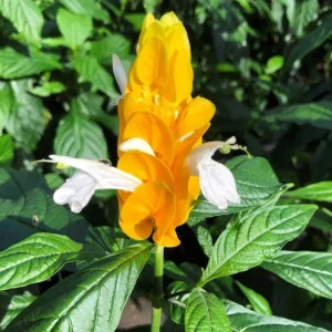 Golden Shrimp Plant Live Plant – Pachystachys Lutea – 4-6