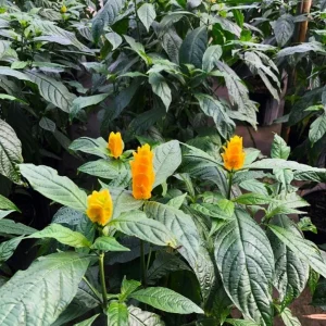 Golden Shrimp Plant Live Plant – Pachystachys Lutea – 4-6