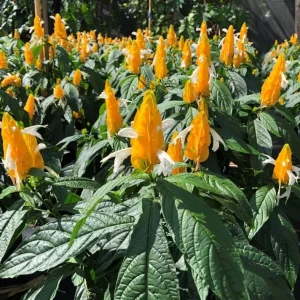 Golden Shrimp Plant Live Plant – Pachystachys Lutea – 4-6